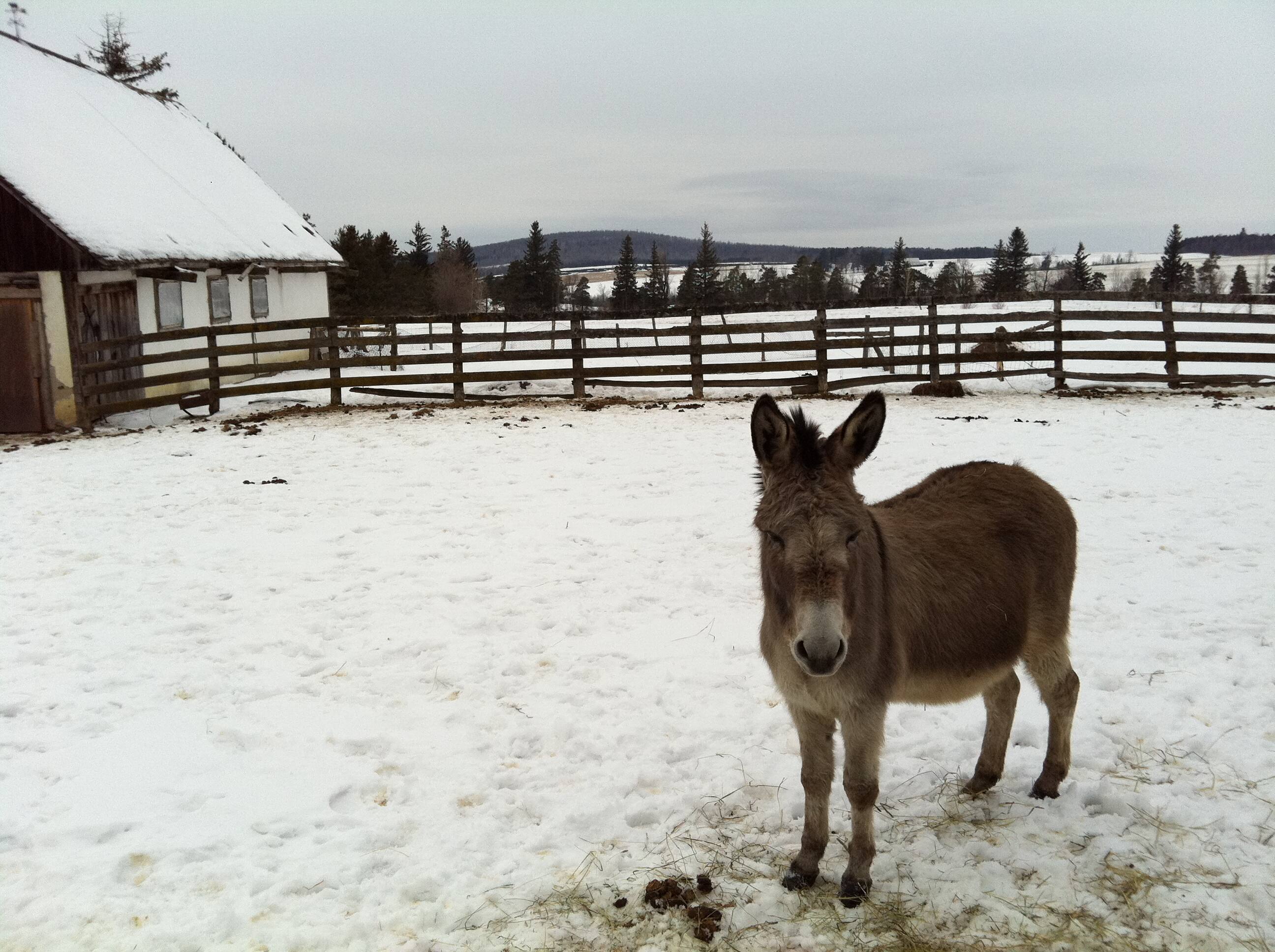CBC.ca Radio Noon Montreal A virtual visit to Bob's farm